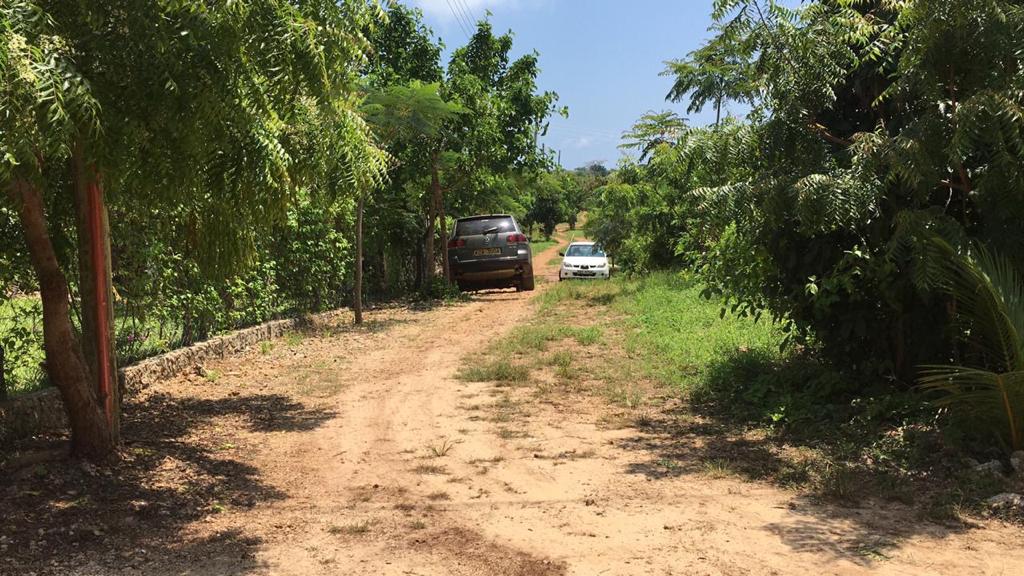 Asili Yetu — private access road through the gated community lined with trees