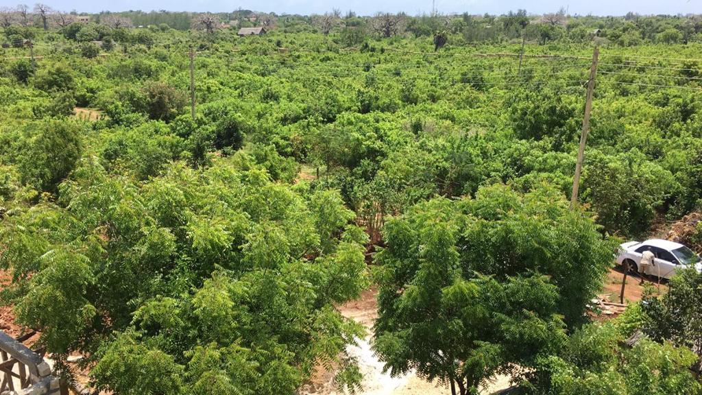 Asili Yetu — aerial view of the surrounding lush coastal forest near Diani Beach